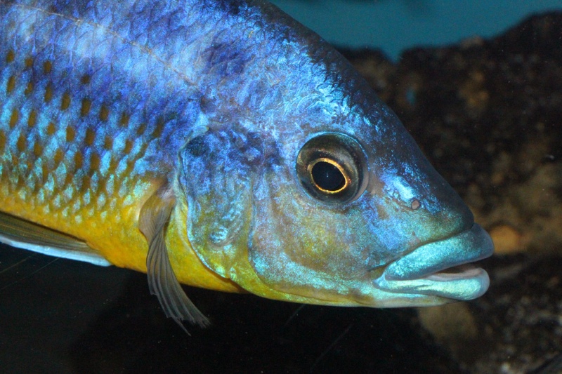 Protomelas sp. 'hertae'